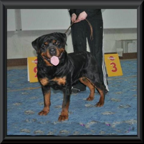 Rottweiler puppy for sale + 56491