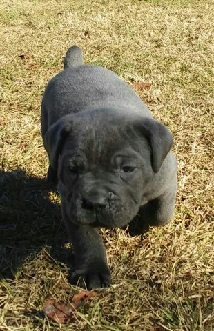 Cane Corso puppy for sale + 51398