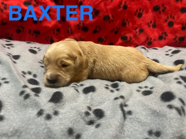 Golden Retriever puppy for sale + 62184