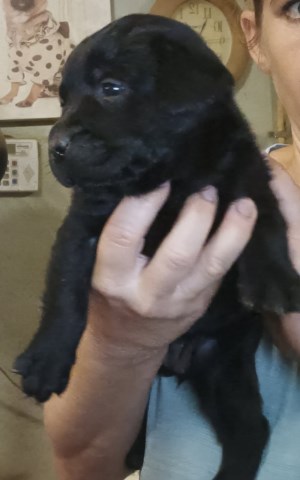 AKC Lab Puppies