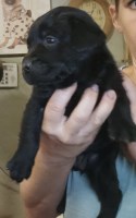 AKC Lab Puppies Labrador Retriever for sale/adoption