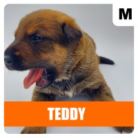 Belgian Malinois for adoption, ONLY SIX LEFT!!!! Malinois for sale/adoption