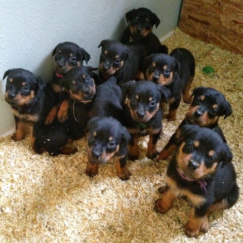 Purebred Rottweiler Puppies (working potential)