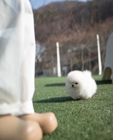 Beautiful teacup Pomeranian puppy
