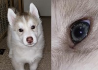 Siberian Husky thumbnail