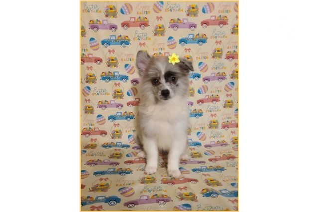 American Eskimo Dog puppy for sale + 61404