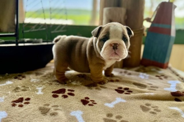 English Bulldog, F, Blue Fawn, PET ONLY