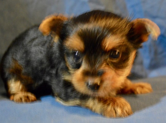 Teacup male Yorkie,