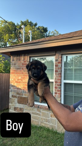German Shepherd Dog puppy for sale + 66706