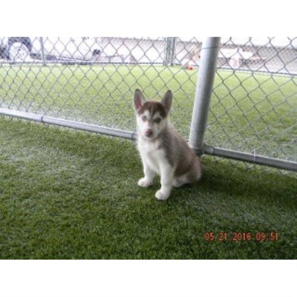 AKC Siberian Husky Puppy Ready Now!