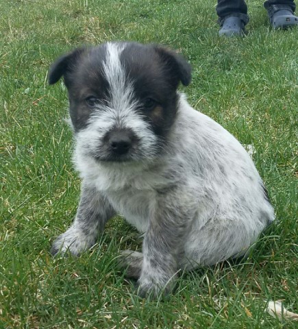 Cattle Dog Mix Puppies