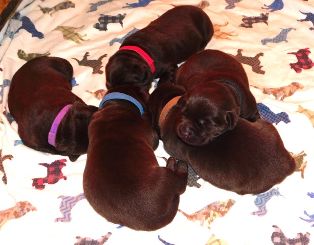 Gorgeous Chocolate Labs, all Males