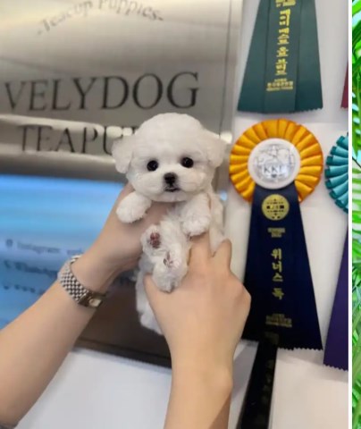 Bichon Frise Puppy For Free