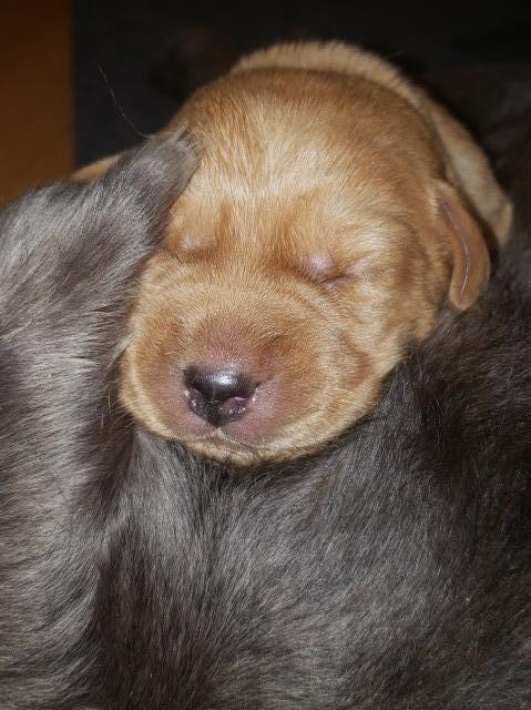 Black and Yellow Lab puppies