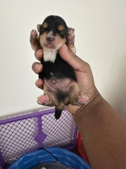 Male Traditional Yorkie