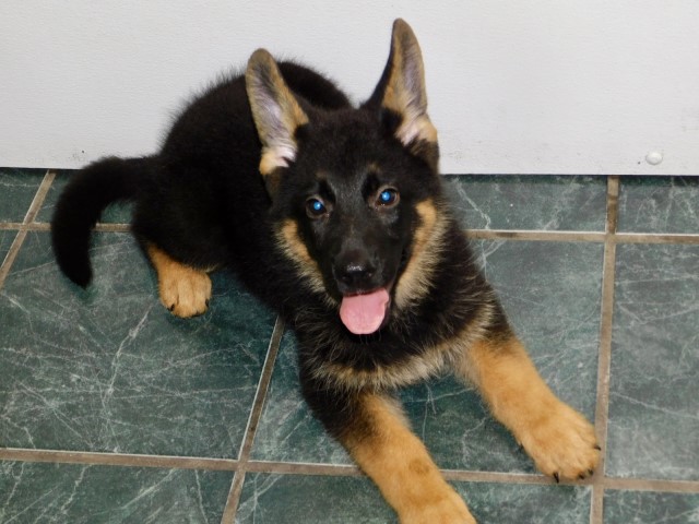 Big, Impressive German Shepherd puppies. Financing.