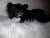 Adult Full AKC   Chihuahua  Male Chihuahua for sale/adoption