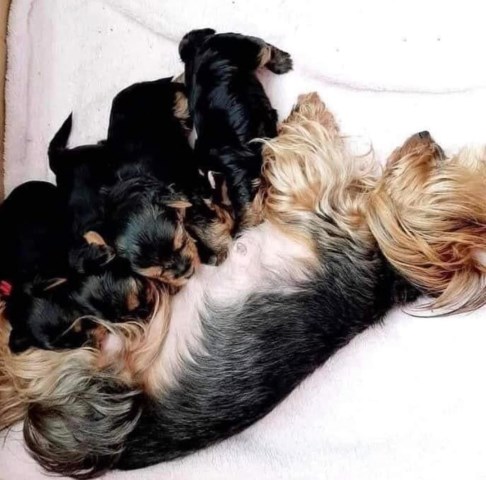 Yorkies puppies looking for rehoming