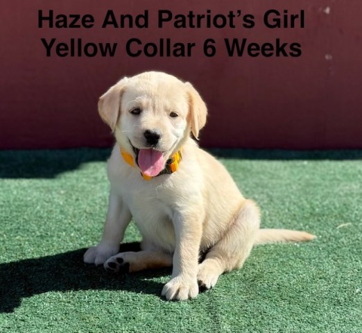 AKC Yellow And Champagne Labrador Puppies