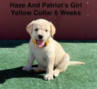 AKC Yellow And Champagne Labrador Puppies Labrador Retriever for sale/adoption