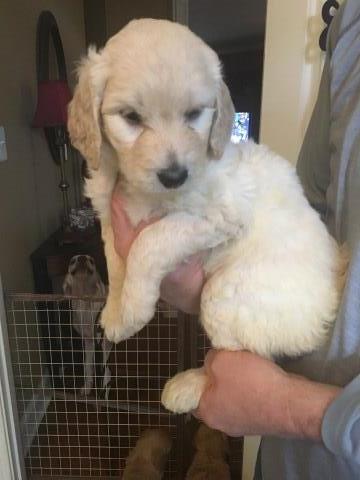 Goldendoodle puppy for sale + 55068