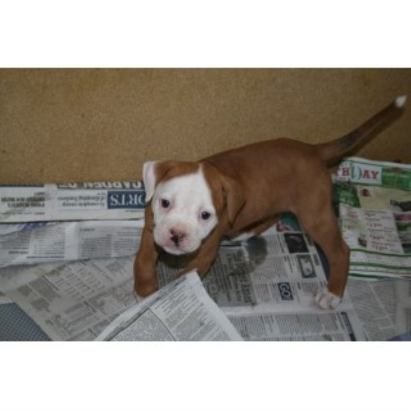 American Bulldog Puppies For Sale