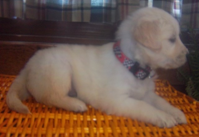 Golden Retriever puppy for sale + 37441