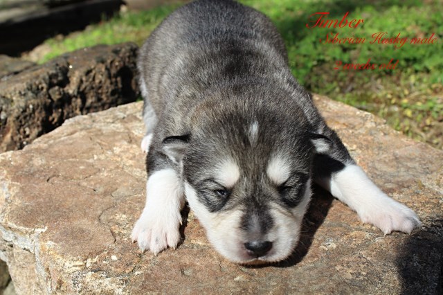Siberian Husky puppy for sale + 56398