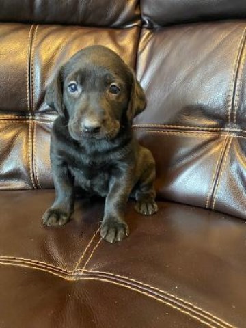 Labrador Retriever puppies