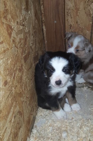 Miniature Australian Shepherd puppy dog for sale in Scappoose, Oregon
