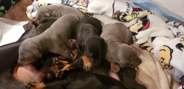 Doberman puppies