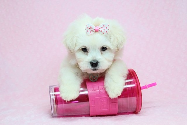 Cute, Cuddly Loving Toy and Teacup Maltese Puppies for Sale in Las Vegas!