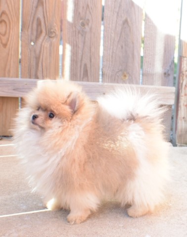 Pomeranian puppy for sale + 60235
