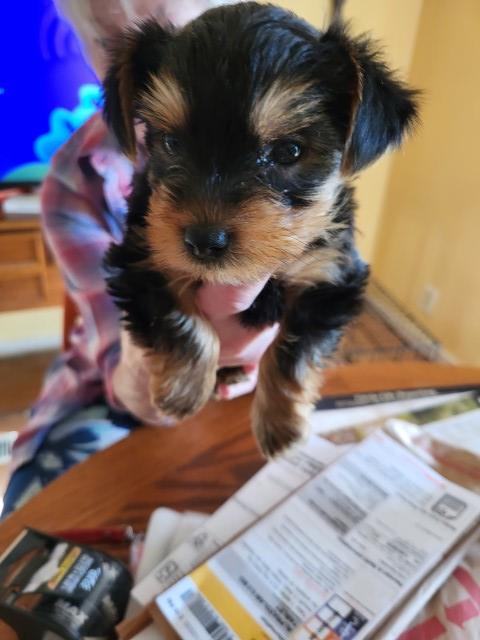 Yorkshire Terrier puppy for sale + 64110
