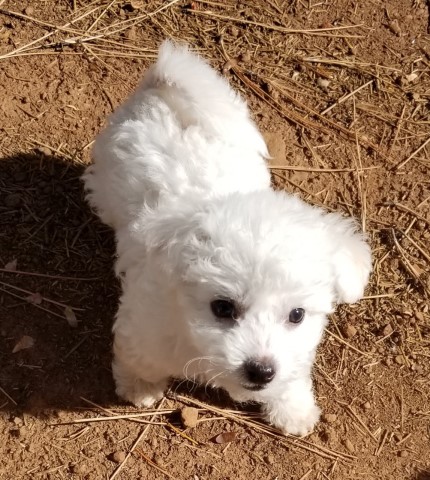 Bichon Frise Boy 'Rene'