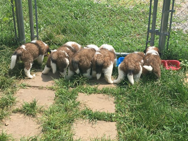 Saint Bernard puppy for sale + 53918