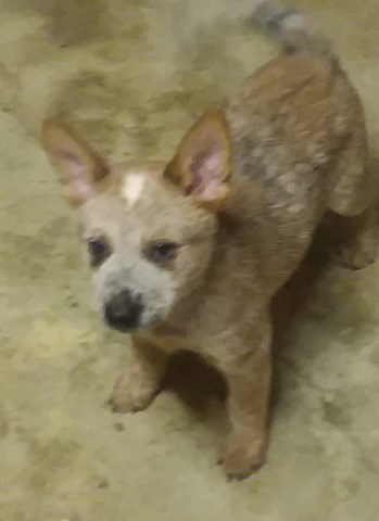 Australian Cattle Dog puppy for sale + 52113