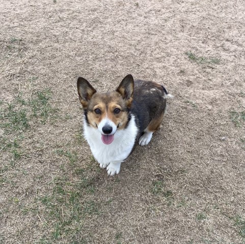 2  yr old Female Corgi