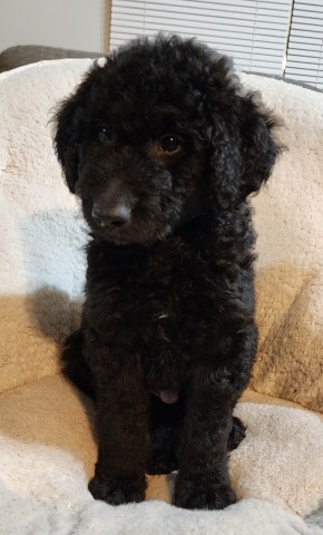 Goldendoodle puppy for sale + 66414