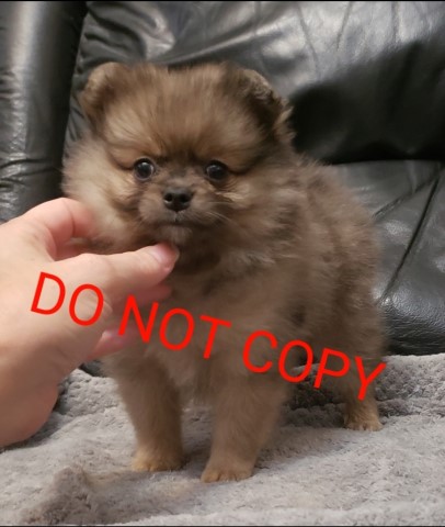 Pomeranian puppy for sale + 66079