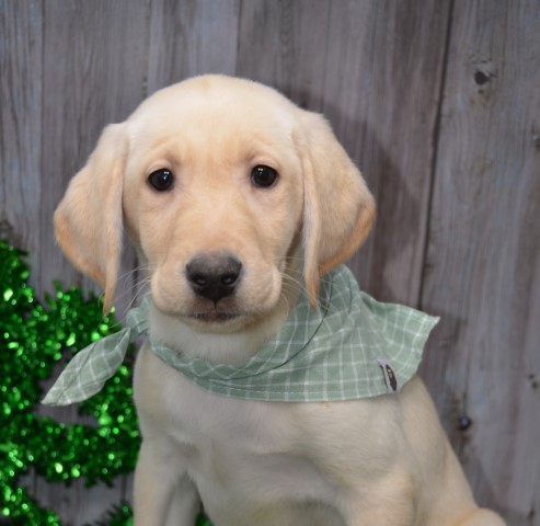 Labrador Retriever puppy for sale + 60358