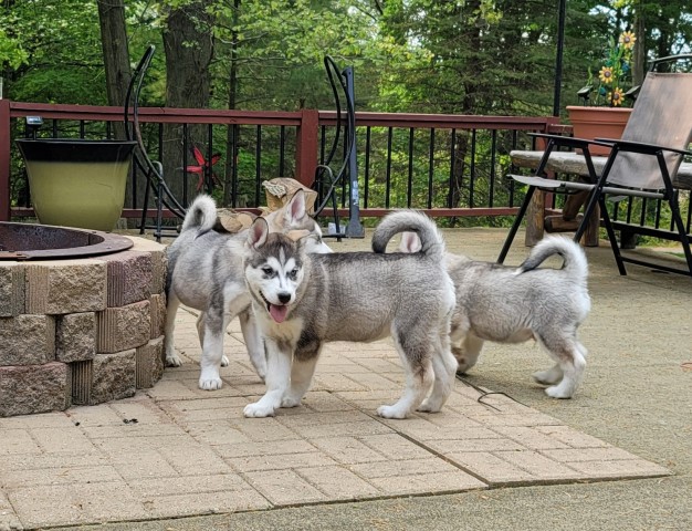 Alaskan Malamute puppy for sale + 64782