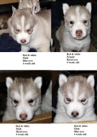AKC Siberian Husky Champion  lines Siberian Husky for sale/adoption