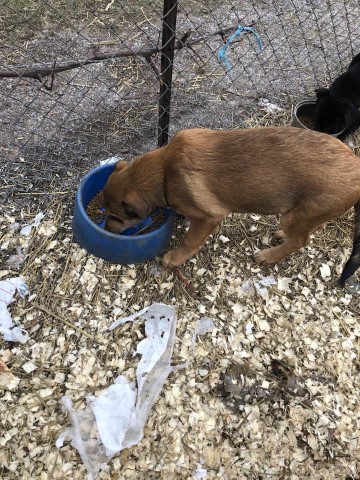 German Shepherd Dog puppy for sale + 64038