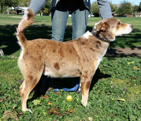 Biscuit a Louisiana Catahoula Cur Male