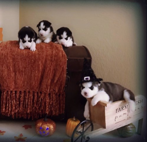 Beautiful  Siberian Husky Puppies black & White Pure Bred