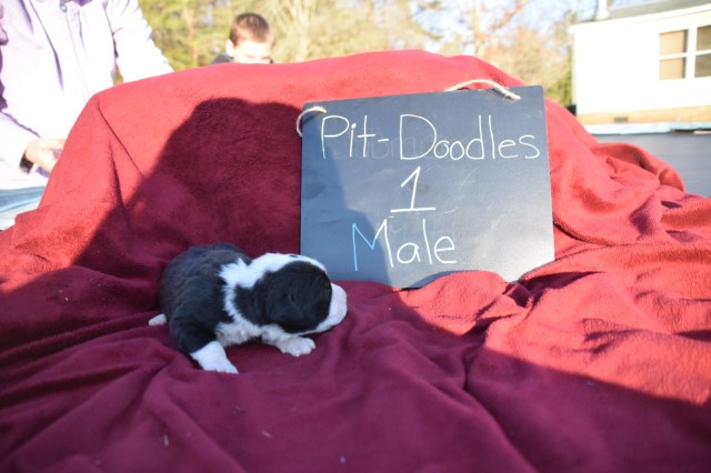 Pit-Doodle Puppies for sale