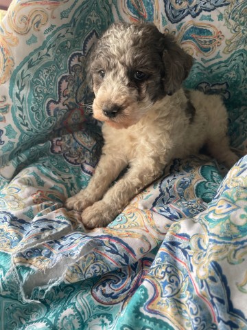 Poodle Standard puppy for sale + 64755
