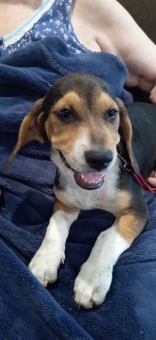 basset hound   mix puppy
