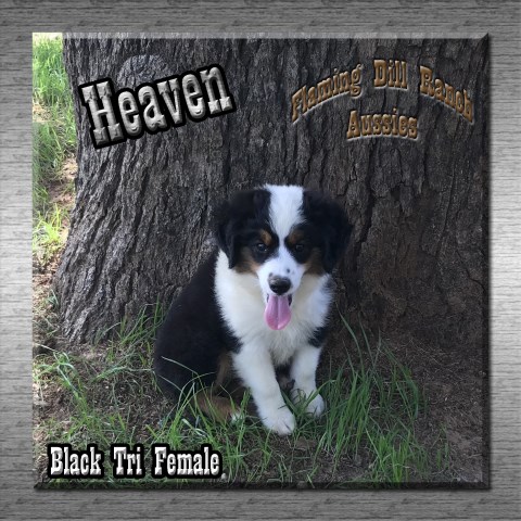 Heaven - Mini Black Tri Female Aussie Puppy